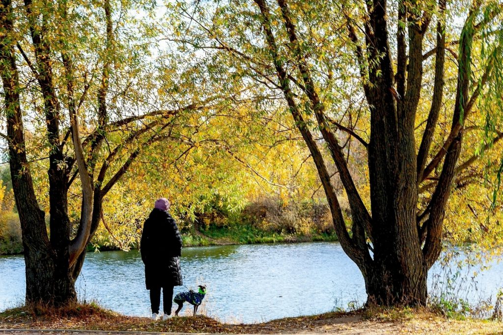 Multa senza precedenti in Russia per la mostra di un cane: una donna contesta la decisione in tribunale