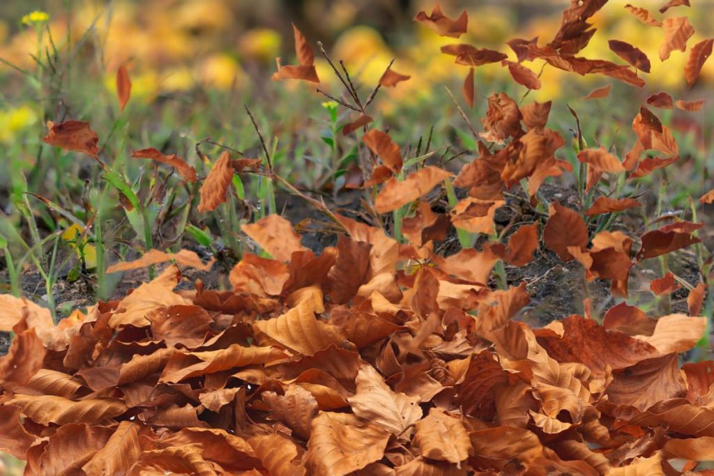 Previsioni Meteo Ucraina 23 Ottobre: Vento e Piogge in Arrivo