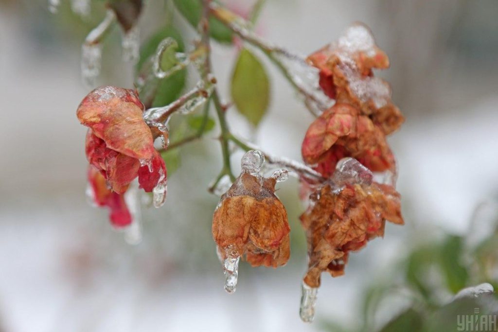 Gelate Estreme in Ucraina: Previsioni Meteo e Possibili Impatti sulla Vita Quotidiana e sull&#039;Agricoltura