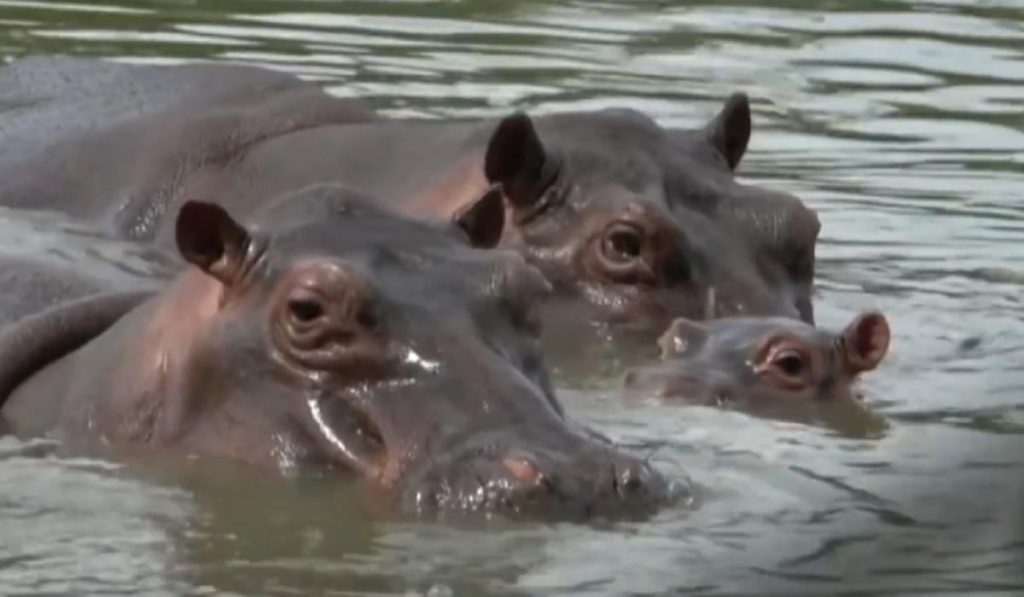 Весит 3 тонны и разгоняется до 29 км/ч: что известно об одном из опаснейших животных в мире
