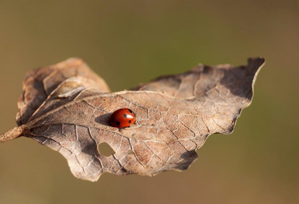 Previsioni Meteo Ucraina: Quando Tornerà il Caldo Quest&#039;Anno