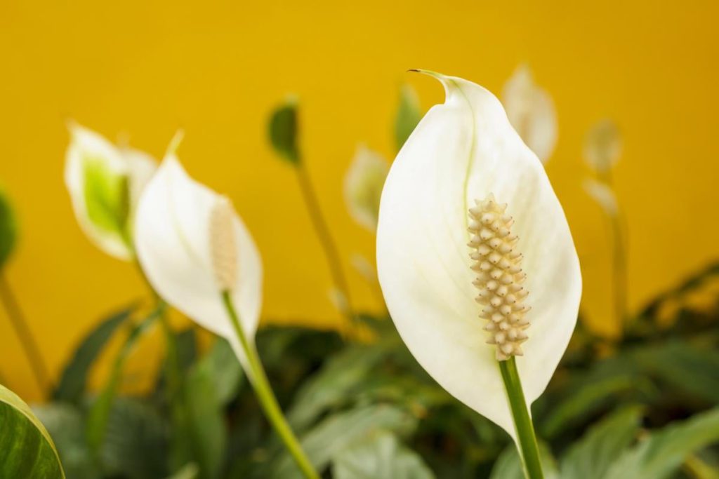 Что делать, если листья лилии мира пожелтели: эксперт объяснил, что вы делаете не так