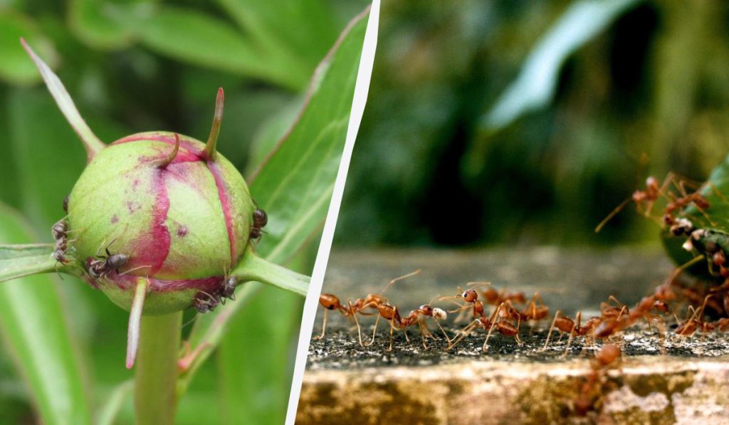 Formiche in Giardino: Quali Piante Evitare per Prevenire Infestazioni
