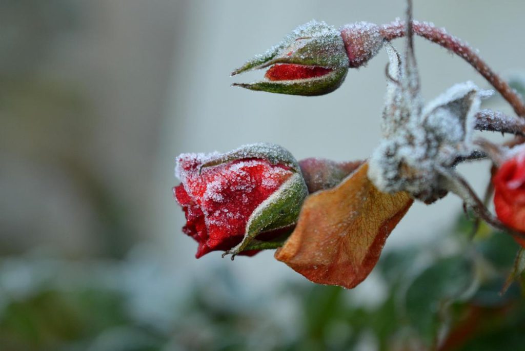 Как правильно обрезать розы, чтобы они пережили зиму: эксперт дала важные советы