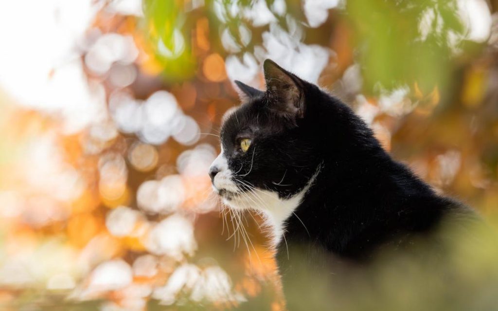 17 октября в Украине будет последний сухой и теплый день перед похолоданием