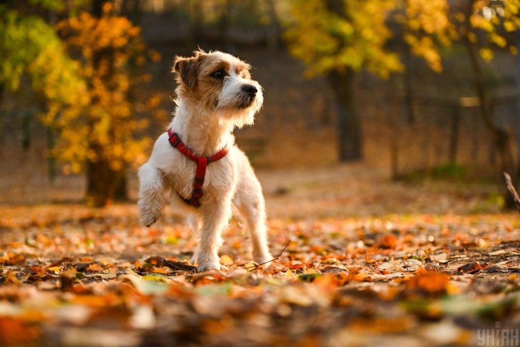 15 октября дождей в Украине станет меньше, но не потеплеет