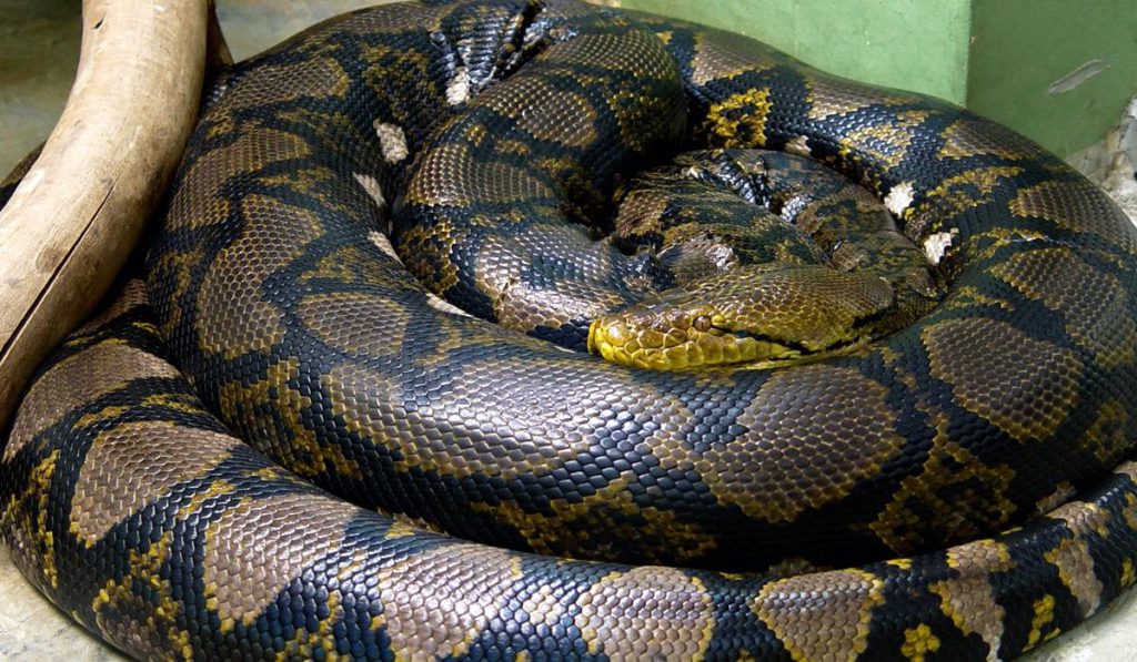 Монстр длиной с автобус: какая змея является самой большой в мире