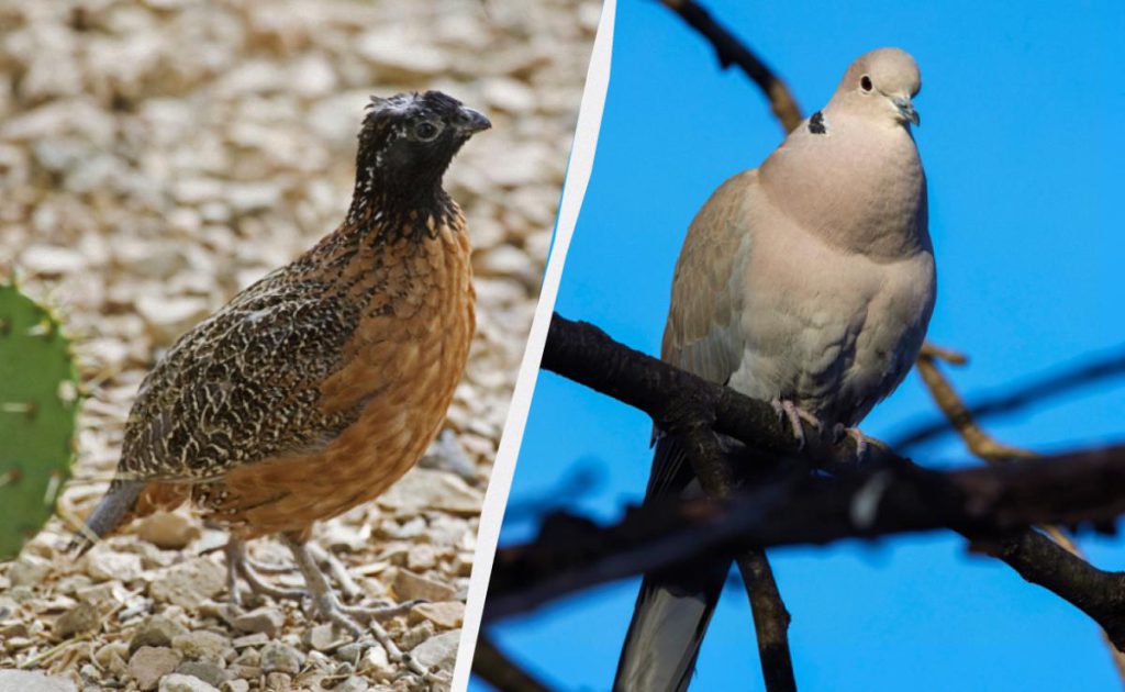 Пернатые &quot;барометры&quot;: ученый назвал уникальных птиц, которые предсказывают изменение погоды в Украине