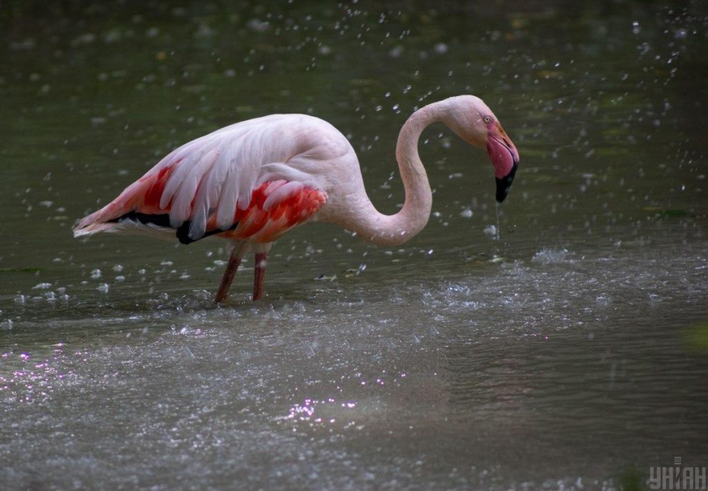 Avvistamento insolito di fenici in Ucraina: cosa sta succedendo nella regione di Odessa