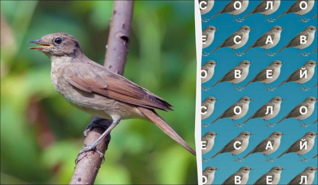 Только люди с глазами орла найдут слово &quot;соловей&quot; за 12 секунд: хитрая головоломка