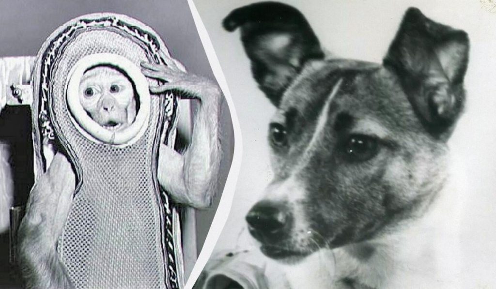 Некоторые из них так и не вернулись: названы 10 животных, которые побывали в космосе