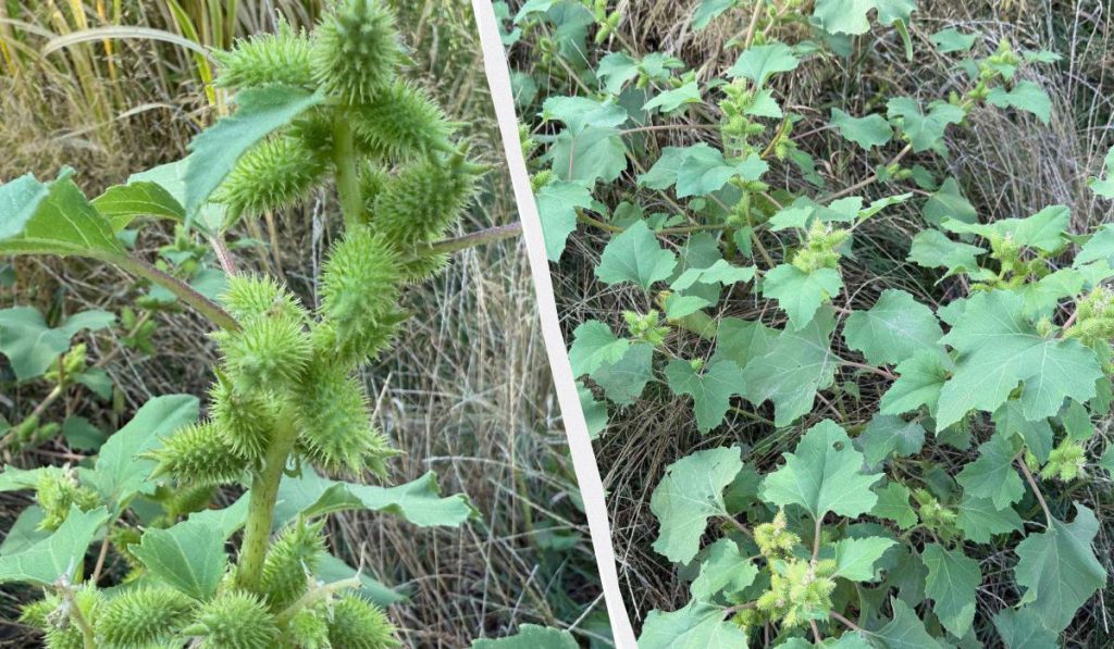 Ученые показали ядовитое растение, которое &quot;убивает&quot; все вокруг себя