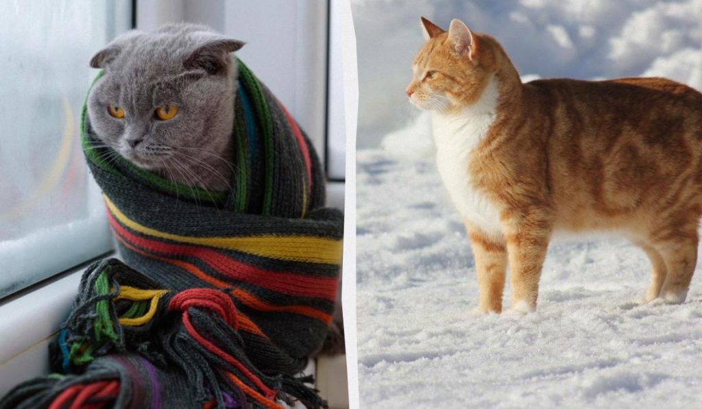 Proteggere i Nostri Amici a Quattro Zampe dal Freddo: Consigli e Precauzioni per la Salute dei Gatti durante l&#039;Inverno