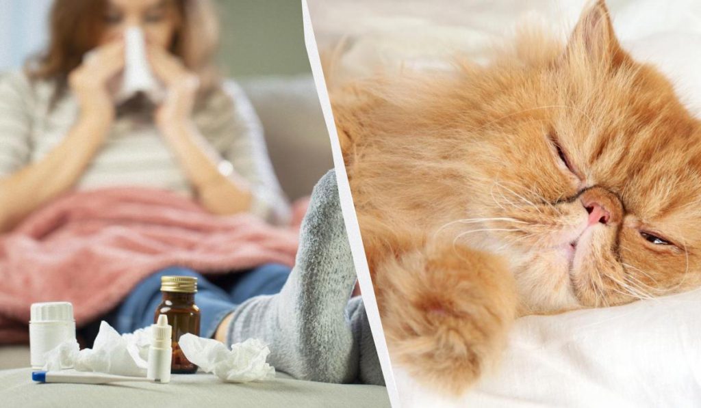 Могут ли кошки заразиться простудой от человека: ветеринары объяснили важные моменты