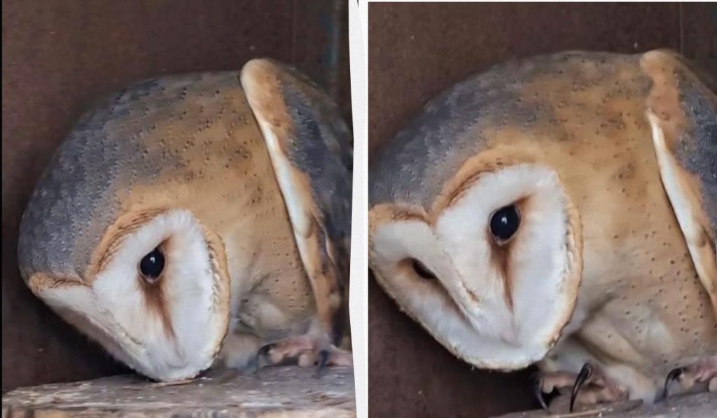 I gufi: piccoli eroi della natura che catturano migliaia di roditori all&#039;anno