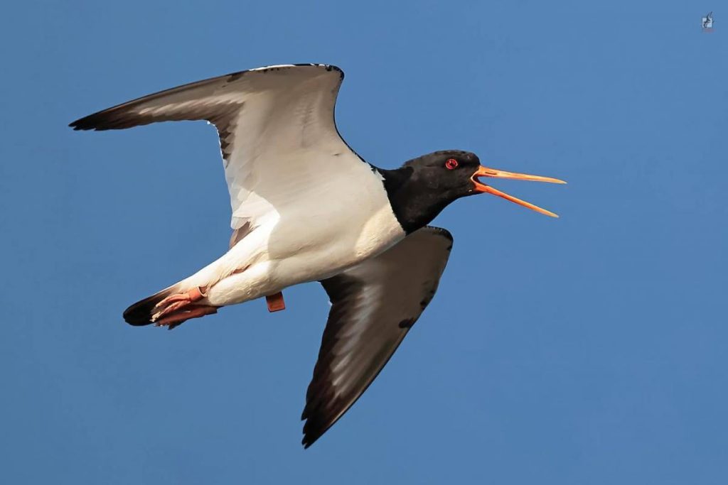 Летела 5 тысяч километров: редкая птица прилетела поесть в Украину