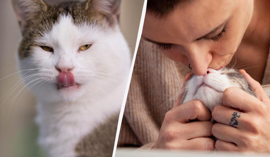 Il linguaggio segreto dei gatti: cosa significa quando ti leccano il viso