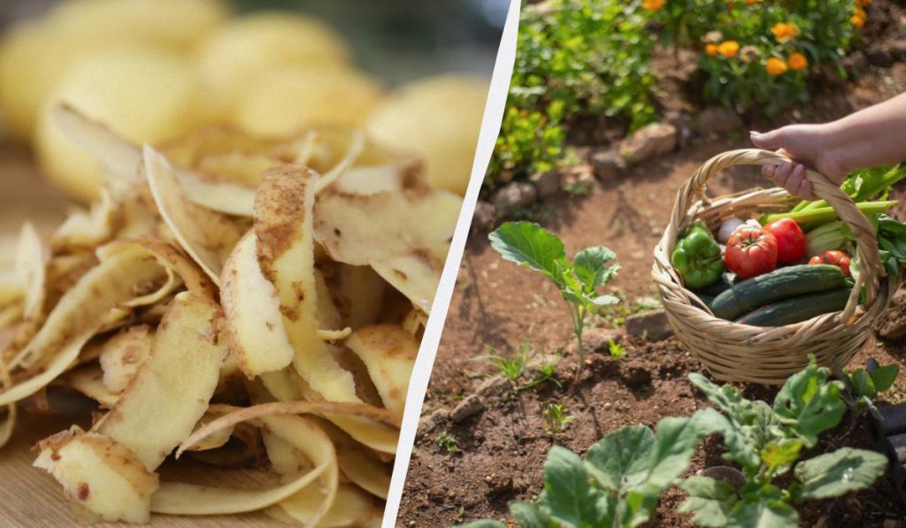 Никогда не выбрасываю картофельную кожуру: вот как ею удобрить огород для рекордного урожая