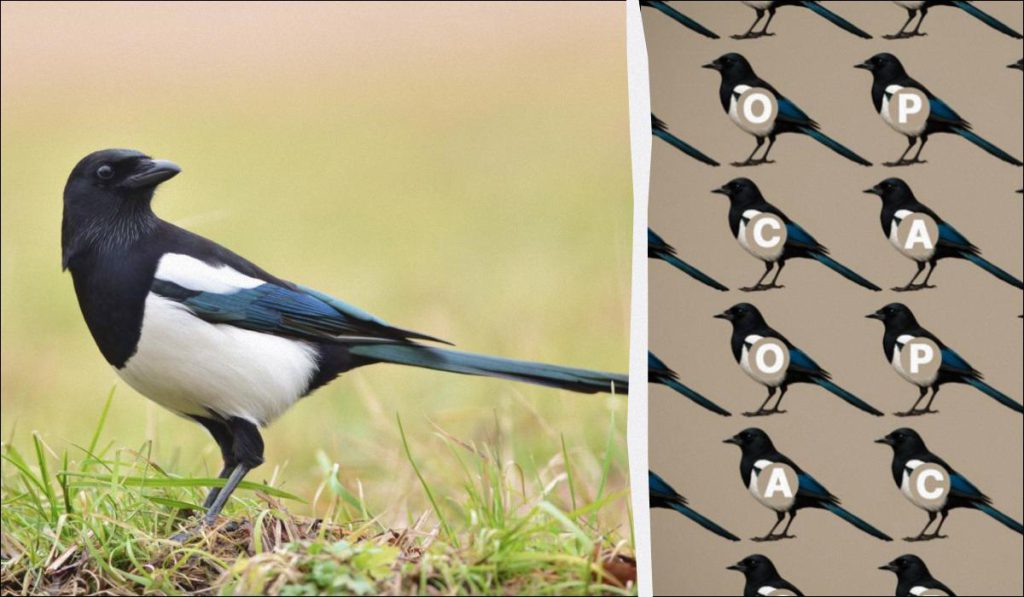 Sfida di Intelligenza: Trova la Parola &quot;Corvo&quot; in Soli 9 Secondi