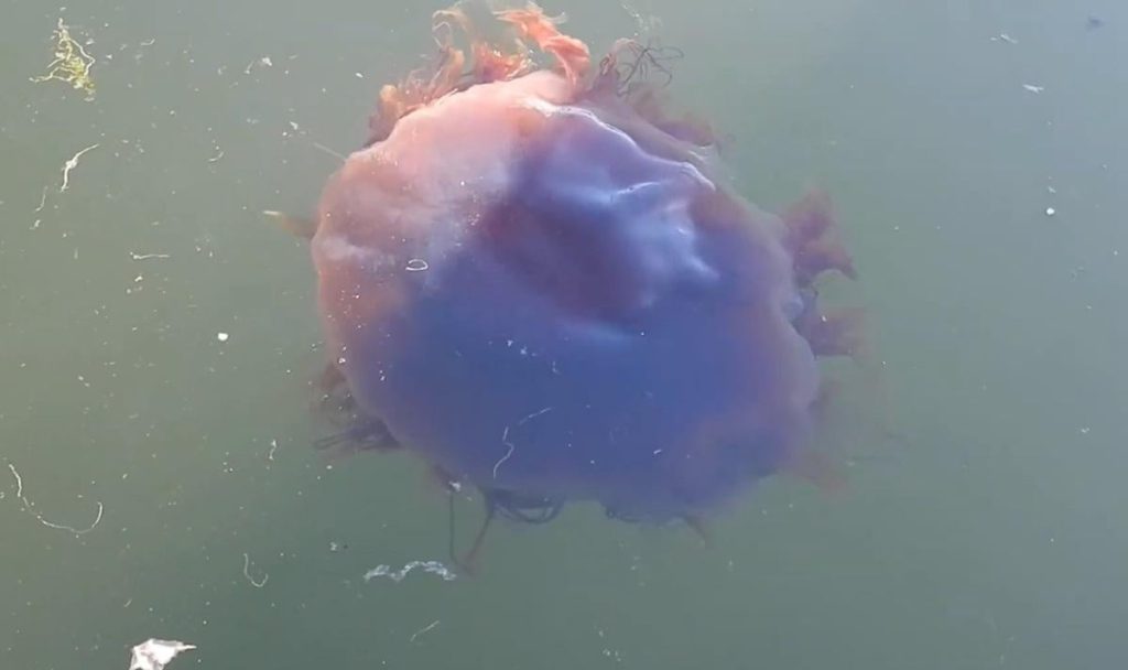 Il Misterioso Mostro Marino di Enormi Dimensioni: Una Storia di Mito e Scienza