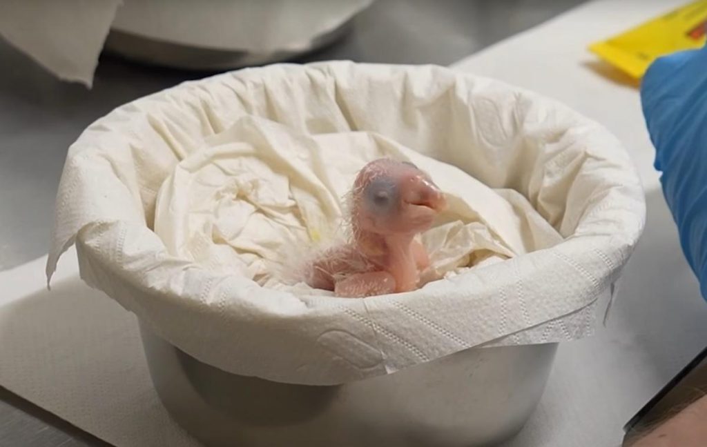 Невероятно редкий птенец попугая вылупился в европейском зоопарке