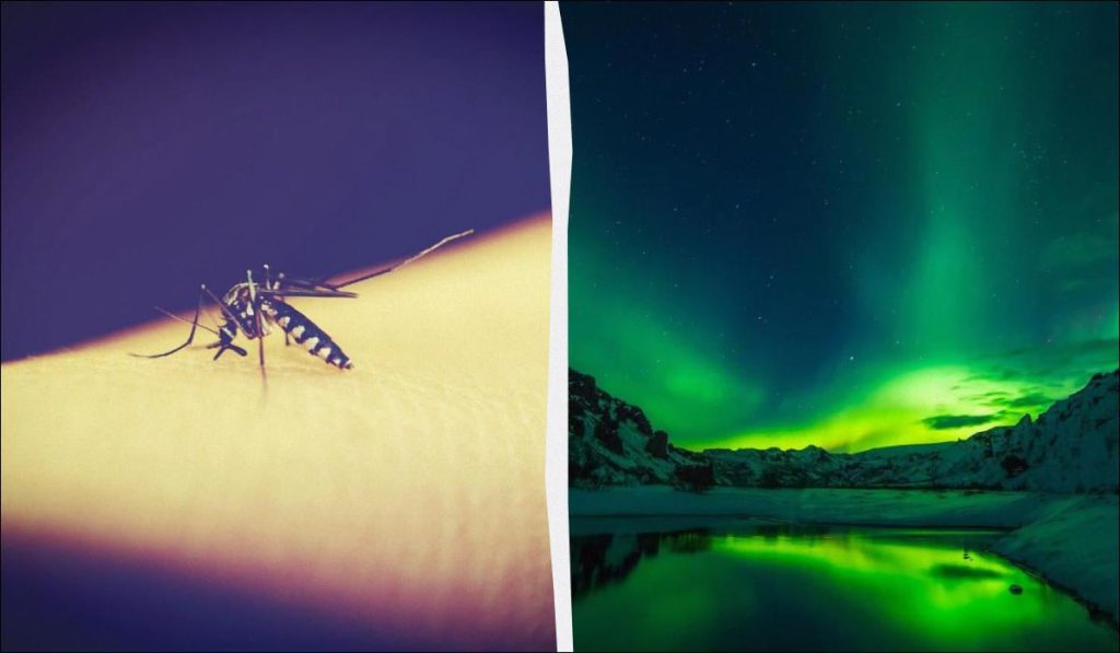 Комары впервые в истории добрались до Исландии: ученые объяснили, что это значит