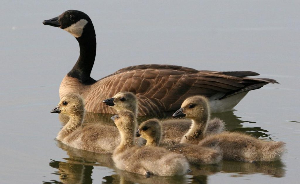 Орнитолог ответил, могут ли в Украине появиться птицы, которые нападают на людей
