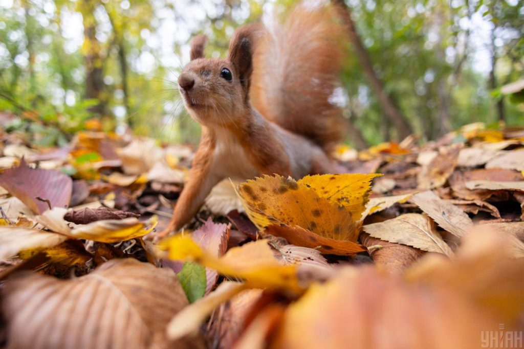 Завтра в Киев придет долгожданное потепление