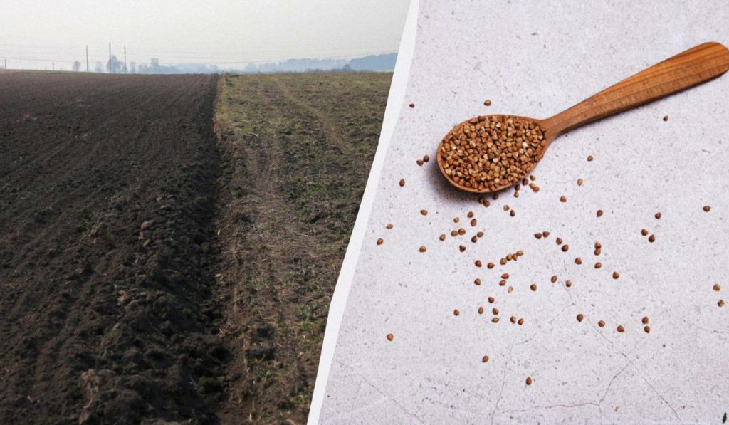 В Украине сокращаются посевы гречки: ждать ли украинцам дефицита крупы