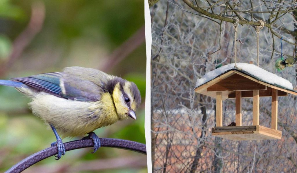 Почему синицы едят сало и как их правильно подкармливать: объяснение орнитолога
