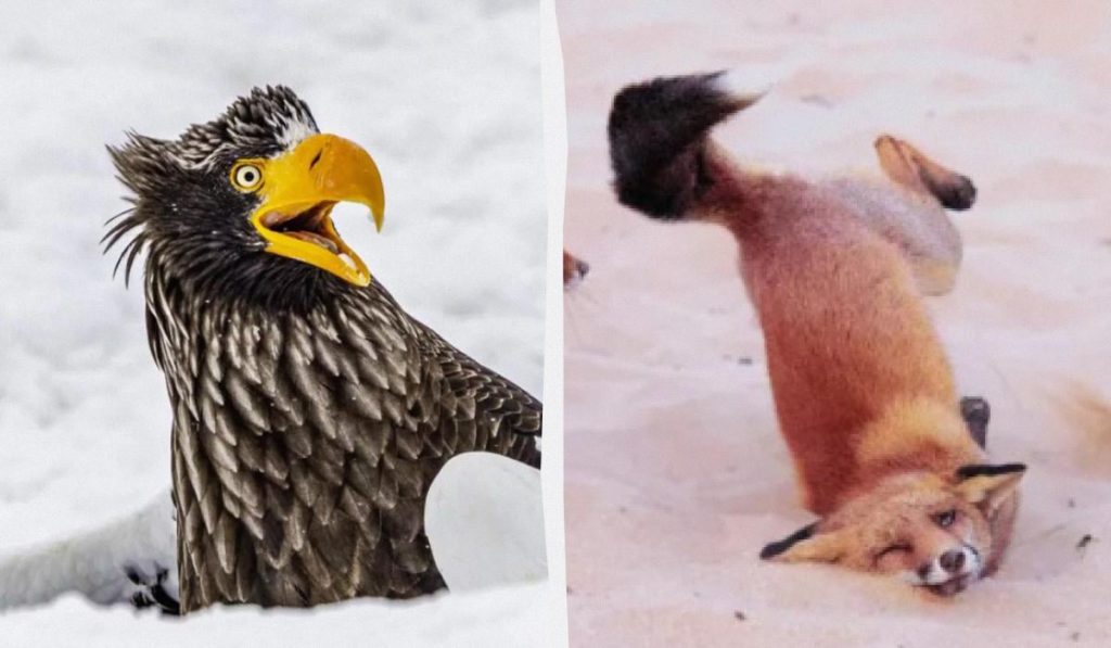 &quot;Дикие танцы&quot; и не только: выбраны самые забавные фото дикой природы в 2025 году