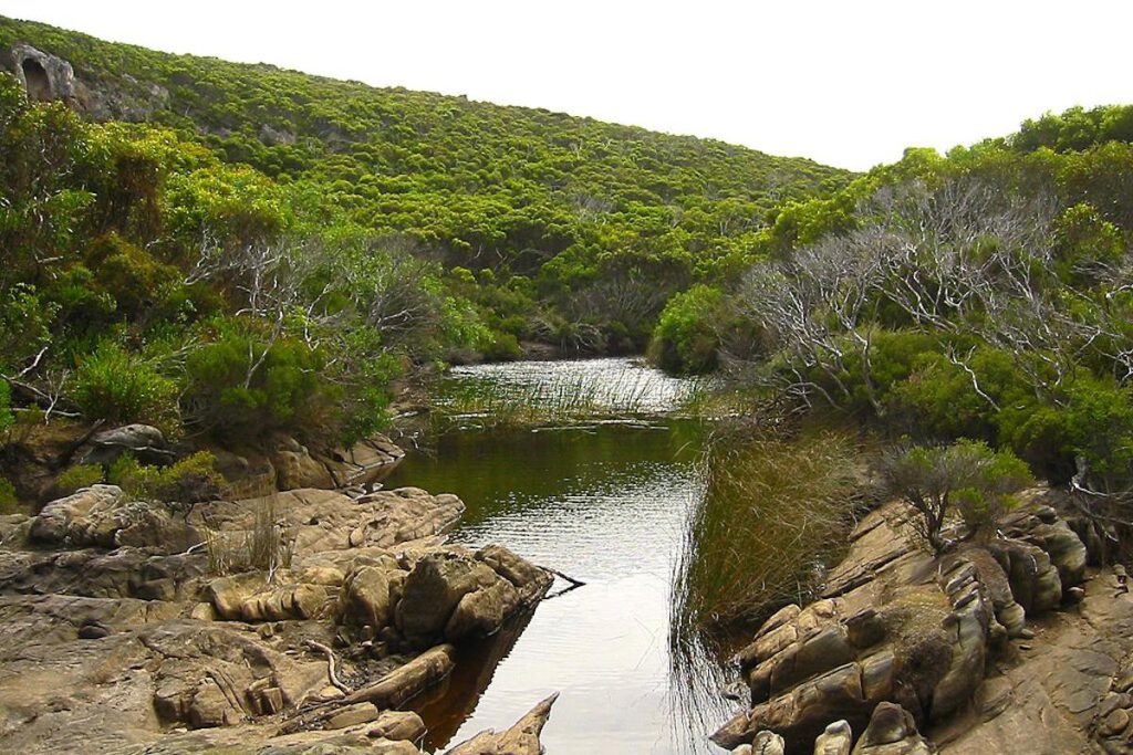 Scoperta in Australia: il parente in miniatura del canguro a rischio di estinzione a causa degli incendi del 2020