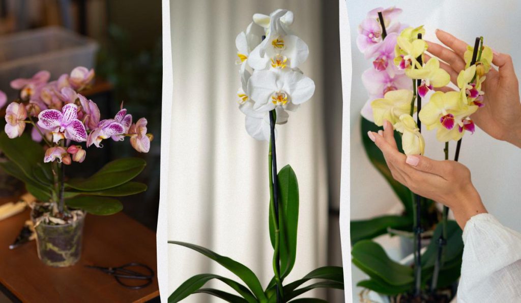 Tecniche di cura per far fiorire le orchidee: consigli del capo giardiniere dei Giardini Smithsonian 

Approfondimento
Le orchidee sono note per la loro bellezza e delicatezza, ma possono essere anche piuttosto difficili da curare. Tuttavia, con le giuste tecniche e attenzioni, è possibile farle fiorire regolarmente.

Possibili Conseguenze
Se le orchidee non vengono curate correttamente, possono perdere la loro capacità di fiorire. Ciò può essere dovuto a una serie di fattori, come la mancanza di luce, acqua o nutrienti.

Opinione
Secondo il capo giardiniere dei Giardini Smithsonian, la cura delle orchidee richiede attenzione e dedizione. Tuttavia, con le giuste tecniche, è possibile farle fiorire regolarmente e godere della loro bellezza.

Analisi Critica dei Fatti
La capacità di far fiorire le orchidee regolarmente dipende da una serie di fattori, tra cui la luce, l&#039;acqua, i nutrienti e la temperatura. È importante comprendere le esigenze specifiche delle orchidee per poterle curare correttamente.

Relazioni con altri fatti
La cura delle orchidee è strettamente legata alla comprensione delle loro esigenze biologiche. Ciò richiede una conoscenza approfondita delle condizioni ambientali e delle tecniche di cura più efficaci.

Contesto storico
Le orchidee sono state coltivate per secoli per la loro bellezza e rarità. Tuttavia, solo recentemente si è sviluppata una comprensione più approfondita delle loro esigenze biologiche e delle tecniche di cura più efficaci.

Fonti
Fonte: Smithsonian