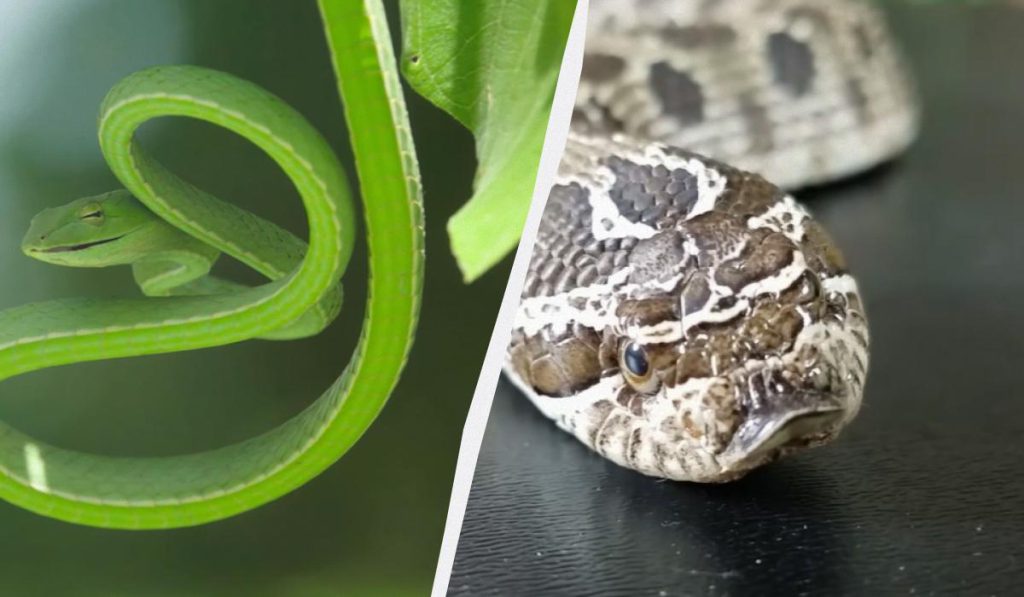 Il Veleno delle Serpi: Un Adattamento Evolutivo con Conseguenze Potenzialmente Gravi