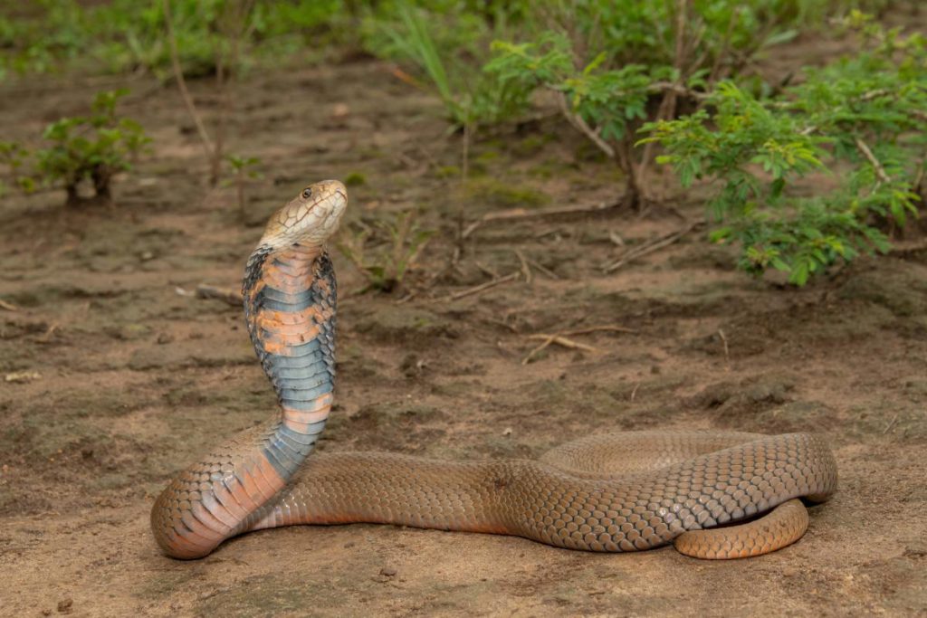 Ricercatori scoprono un nuovo antidoto universale contro i morsi delle serpi mortali dell&#039;Africa grazie al sangue degli squali