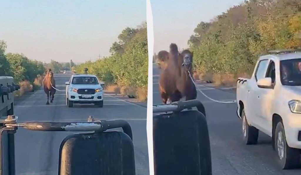 Cattura di un cammello vivo al fronte: un evento insolito con possibili implicazioni militari e ambientali
