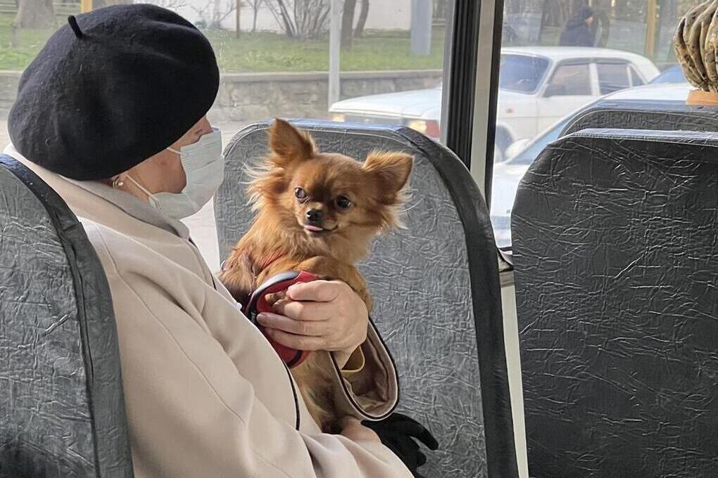 «КТТУ» не планирует отменять адресное открытие дверей в трамваях Краснодара