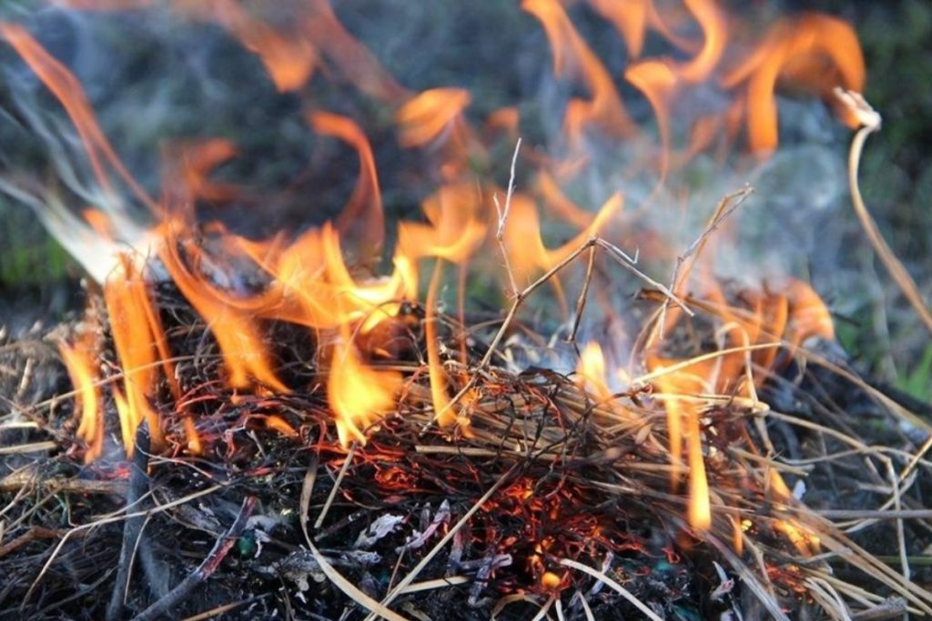 В Ростовской области около 700 гектаров леса пострадало в огне