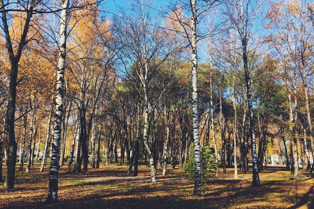 Масштабные учения для волонтеров-поисковиков пройдут под Вологдой