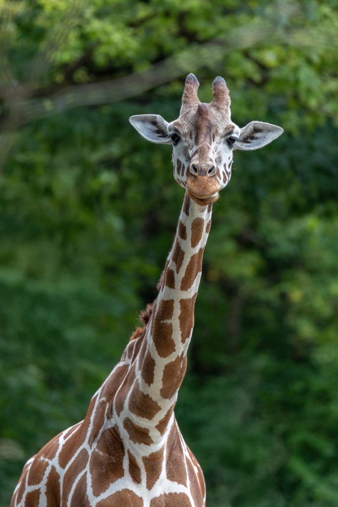 Besucher blicken in Zoo-Gehege – und entdecken tote Giraffe