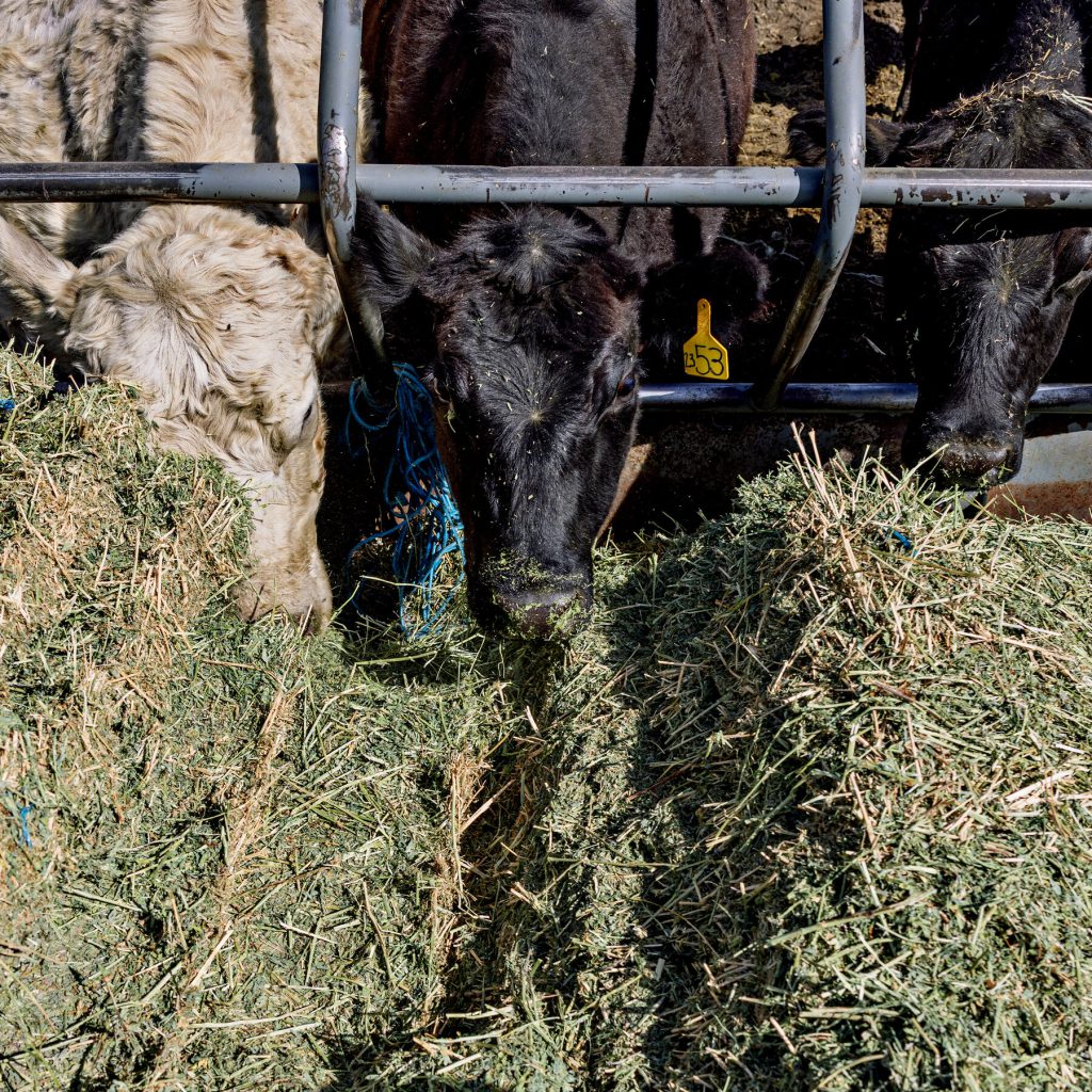 Trump punta sull&#039;Argentina per ridurre i prezzi della carne di manzo negli Stati Uniti
