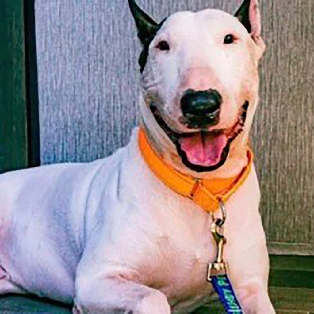 Charge Is Dropped Against Man Who Abandoned Dog Before Hurricane Milton