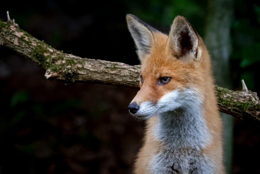 Липчанам рассказали, как защититься от бешенства