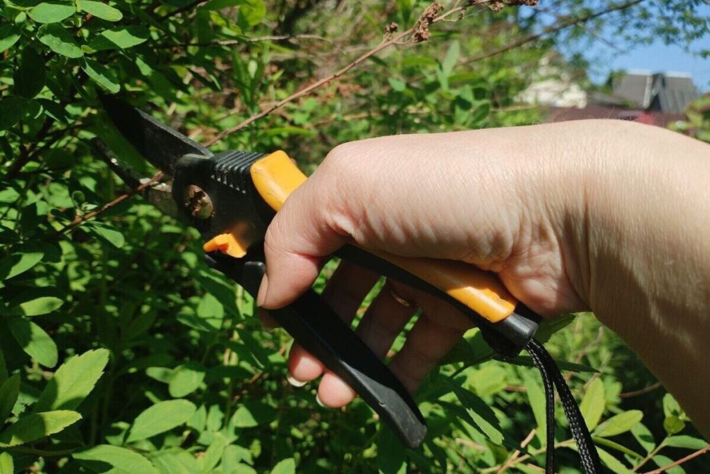 Петербуржцам советуют срезать жимолость в ноябре, чтобы получить сладкие ягодки