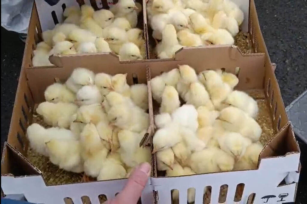 Arrivo di una grande partita di pulcini controllati in Russia: un passo verso la crescita dell&#039;industria avicola russa?