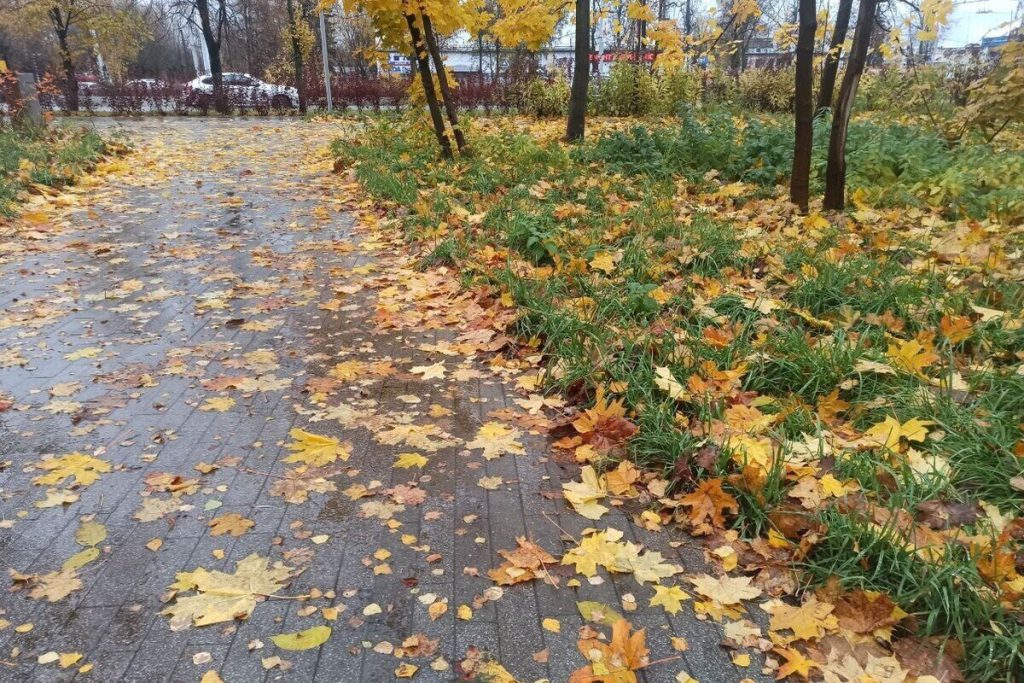 Assenza di neve nella regione di Kostroma fino a novembre: cosa significa per gli abitanti e le attività all&#039;aperto