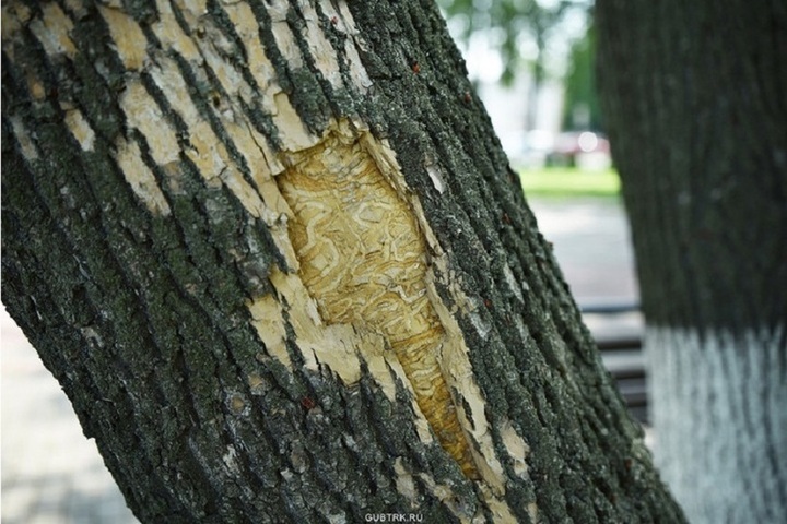 Distruzione di oltre 2200 alberi a Vladimir a causa di un insetto infestante pericoloso