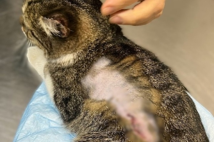 В Ярославле хозяйка кошки ищет живодеров, покалечивших ее любимицу