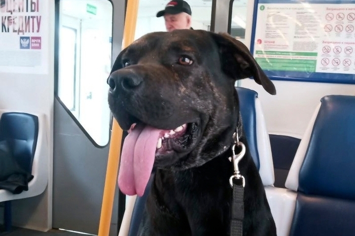 Il misterioso viaggio di Al, il cane che ha catturato l&#039;attenzione della comunità locale vicino a Kaluga