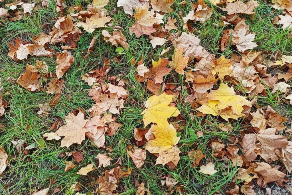 Allarme Meteo a Vladimir: Riduzione della Visibilità e Precauzioni Necessarie